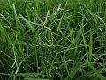 Common Lawn Grass